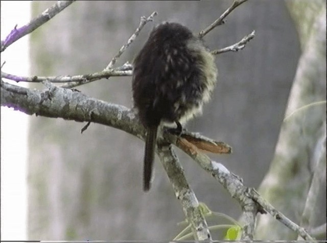 Two-banded Puffbird - ML201066771