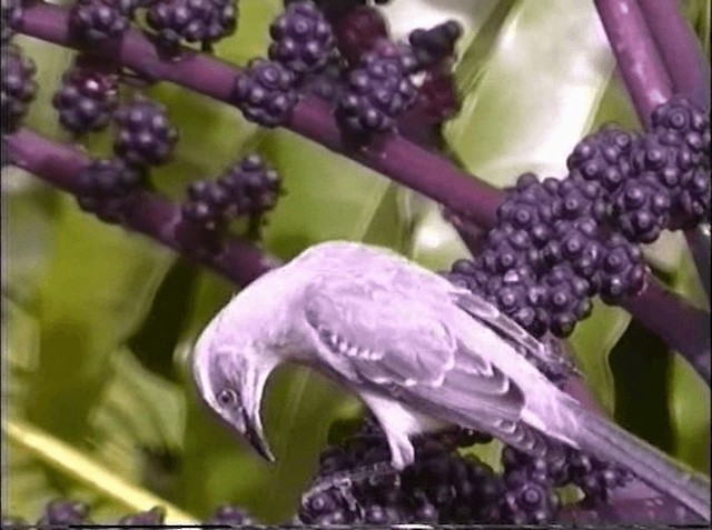 Tropical Mockingbird (Southern) - ML201066851