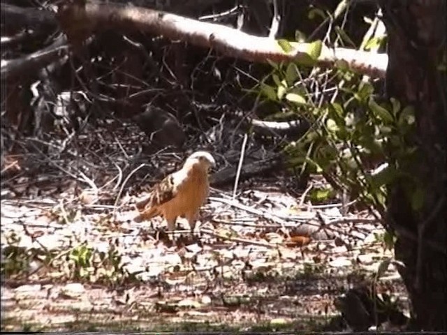 Yellow-headed Caracara - ML201066861