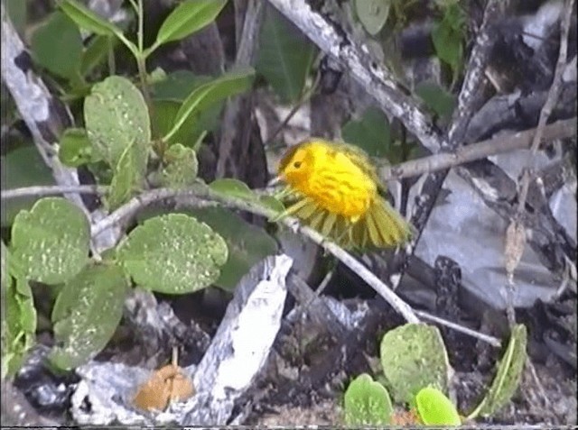 סבכון צהוב/סבכון מנגרובים - ML201066871