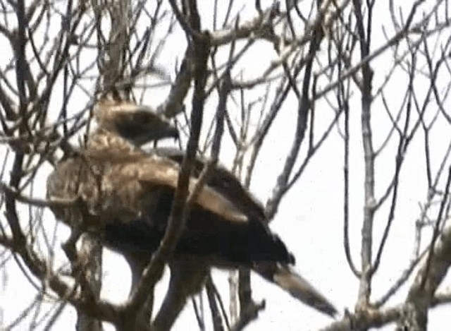 Águila Montañesa - ML201066941