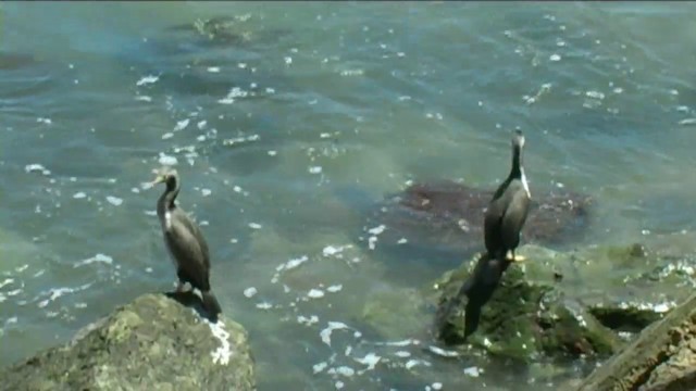 Spotted Shag - ML201067051