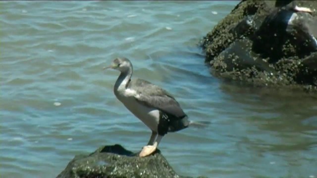 Spotted Shag - ML201067061