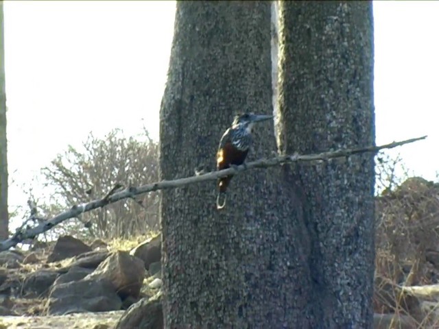 Giant Kingfisher - ML201067181