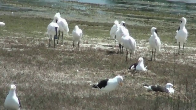 Royal Spoonbill - ML201067191