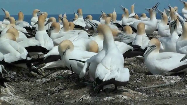 Australasian Gannet - ML201067301