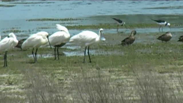 Royal Spoonbill - ML201067311