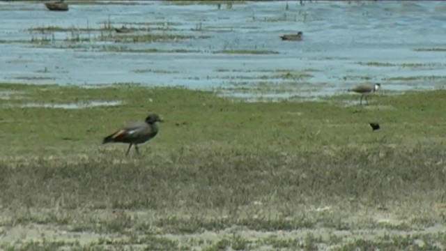 Paradise Shelduck - ML201067321