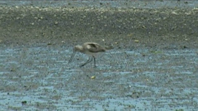 Bar-tailed Godwit - ML201067331