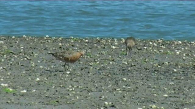 Bar-tailed Godwit (Siberian) - ML201067361