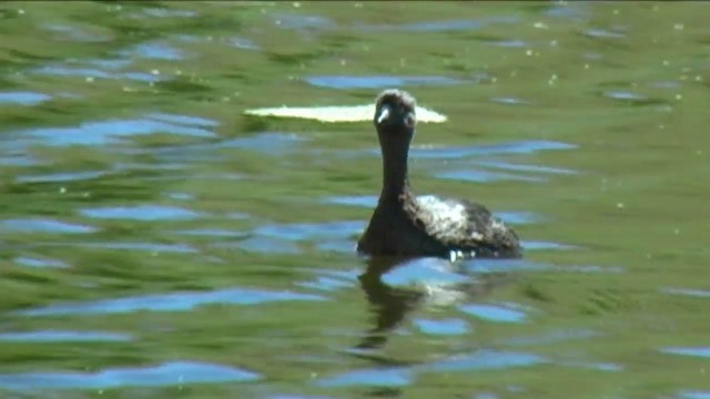 New Zealand Grebe - ML201067371