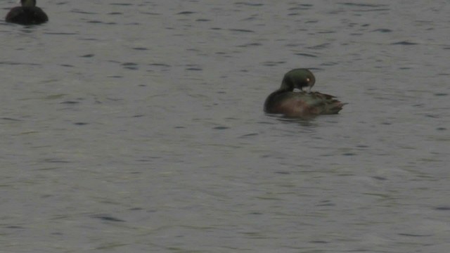 New Zealand Scaup - ML201067611