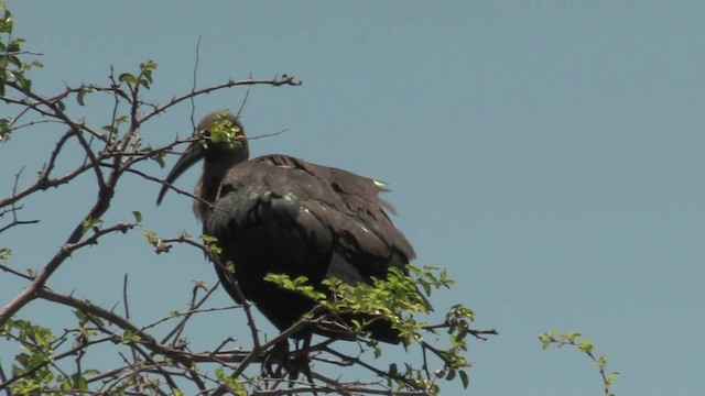 Hadada Ibis - ML201067771