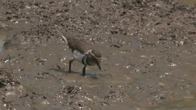 Three-banded Plover (African) - ML201067801