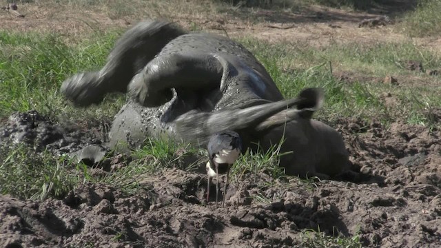 Afrika-Wollhalsstorch - ML201067841