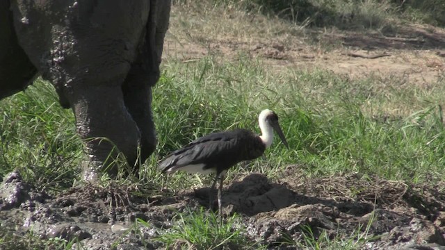 African Woolly-necked Stork - ML201067851