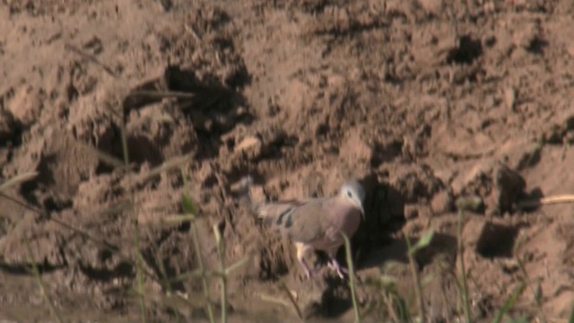 Emerald-spotted Wood-Dove - ML201067881