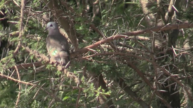 Emerald-spotted Wood-Dove - ML201067901