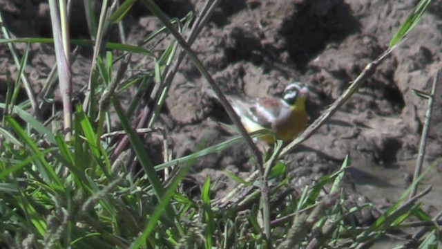 Golden-breasted Bunting - ML201067941