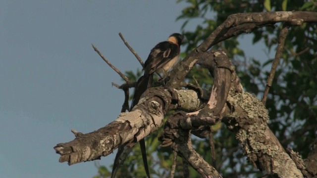 Eastern Paradise-Whydah - ML201067951