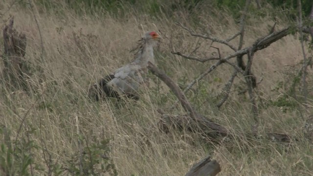 Secretarybird - ML201068001