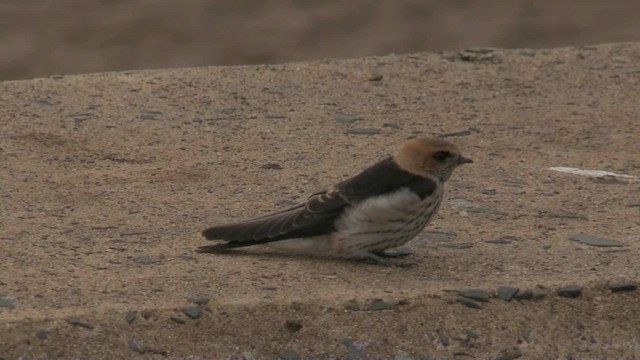 Golondrina Cabecirrufa - ML201068011