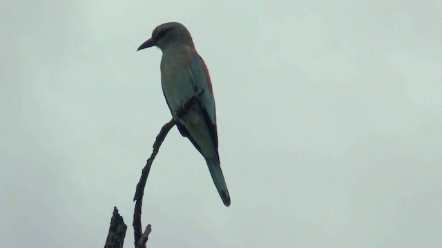 European Roller - ML201068031