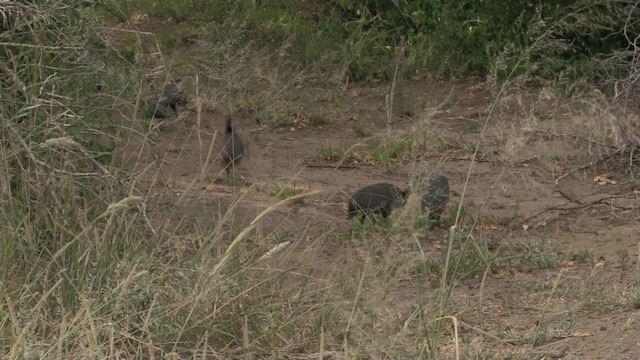 Southern Crested Guineafowl - ML201068041