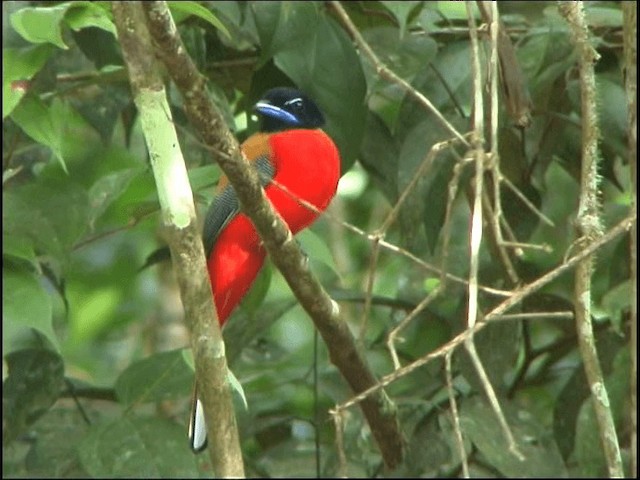 Scarlet-rumped Trogon - ML201068081