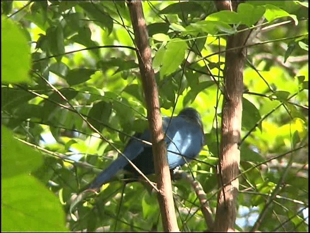 kukačka indonéská - ML201068091