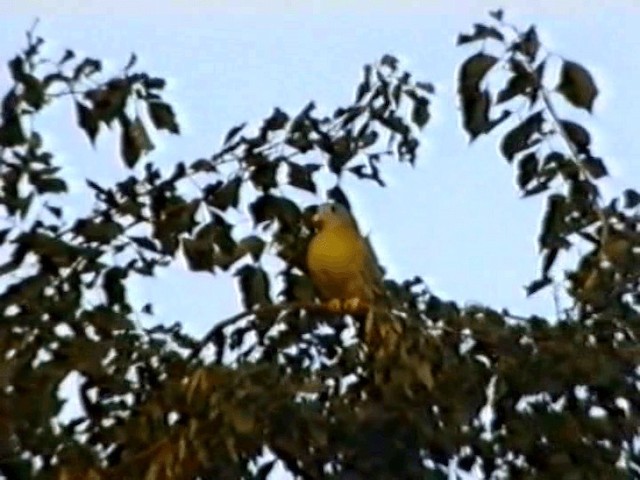 Yellow-footed Green-Pigeon - ML201068141