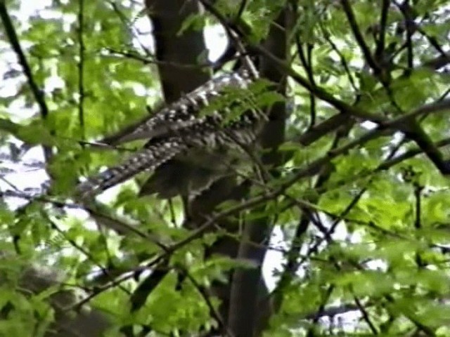 Asian Koel - ML201068151