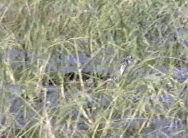 Knob-billed Duck - ML201068171