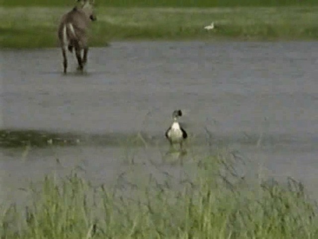 Knob-billed Duck - ML201068181