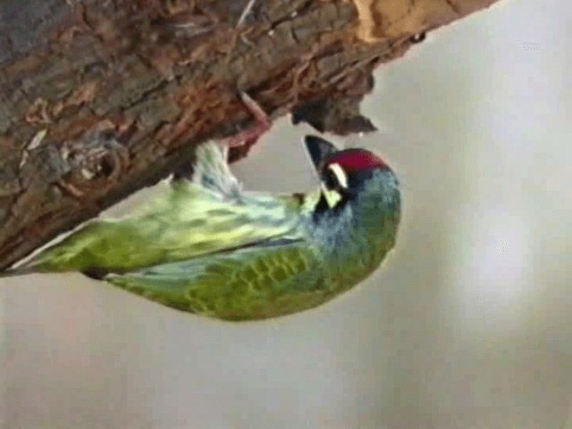 Coppersmith Barbet - ML201068191