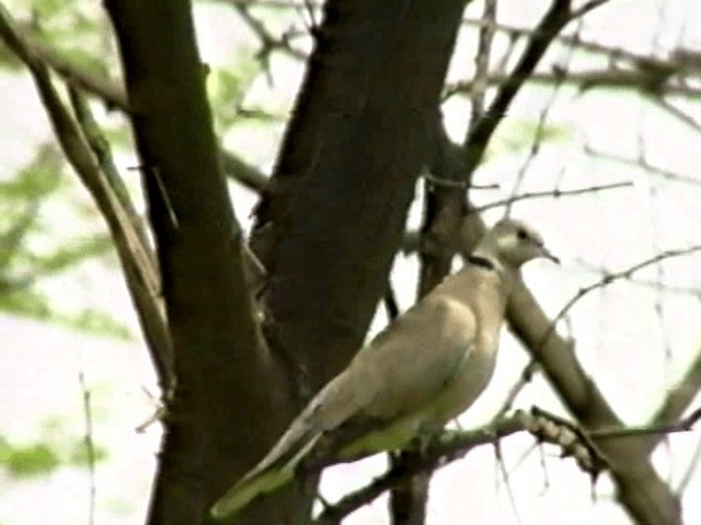 灰斑鳩 - ML201068201