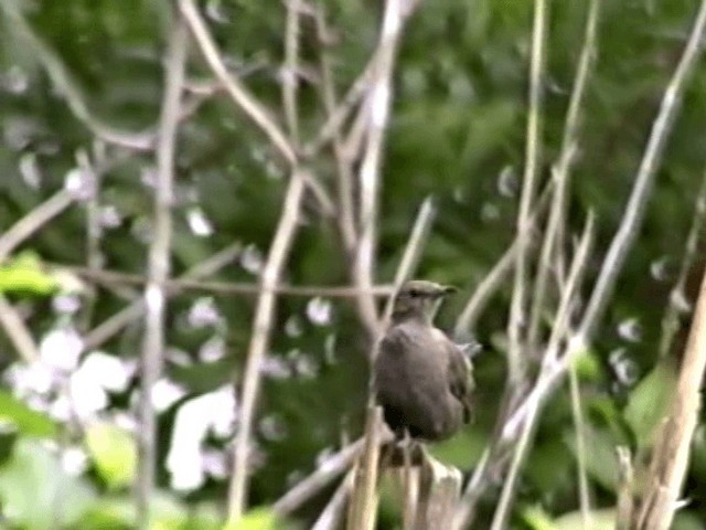 Indian Robin - ML201068211