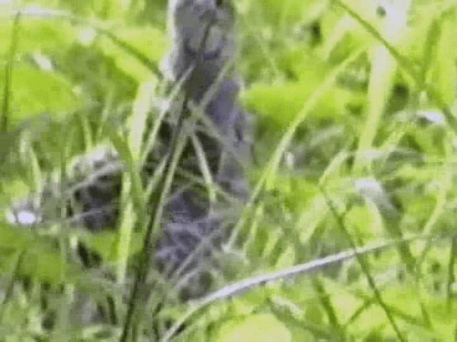 Gray Francolin - ML201068221
