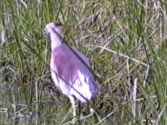 Indian Pond-Heron - ML201068241
