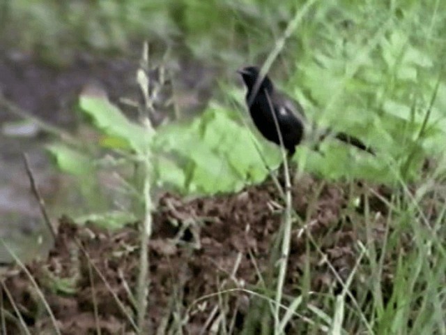 Indian Robin - ML201068251