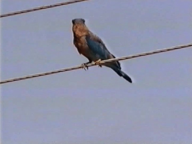 Indian Roller - ML201068261