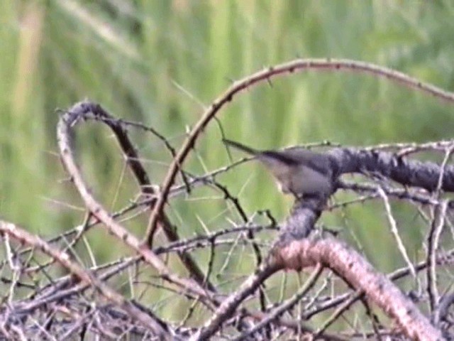 Lesser Whitethroat - ML201068271