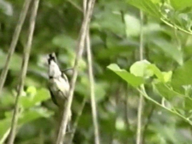 Purple Sunbird - ML201068281