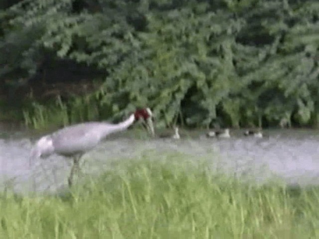 Sarus Crane - ML201068291