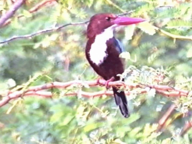 White-throated Kingfisher - ML201068301
