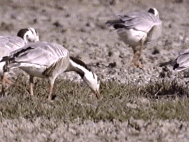 Bar-headed Goose - ML201068311
