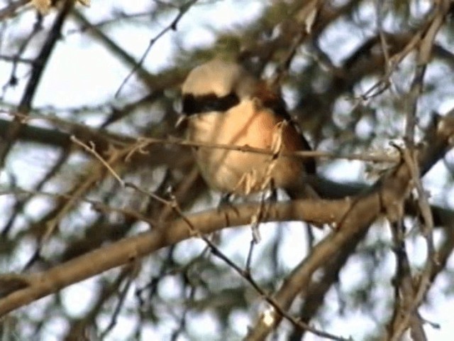Bay-backed Shrike - ML201068321