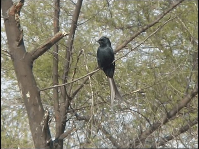 Black Drongo - ML201068331
