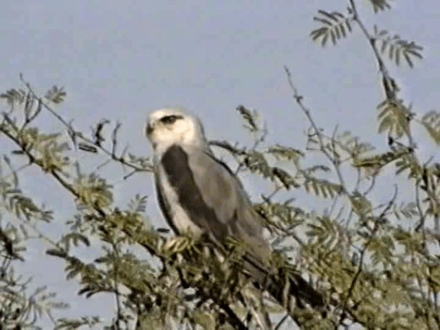 Black-winged Kite (Asian) - ML201068351