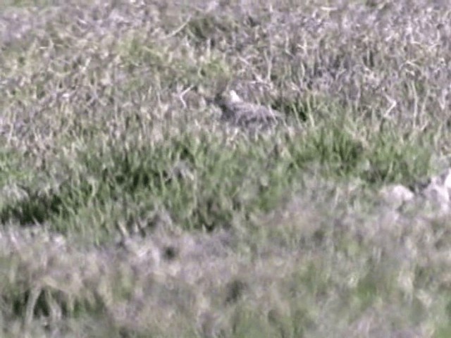 Crested Lark - ML201068361